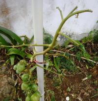 Serious horn worm damage